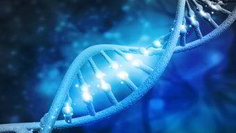 GeneSeeker- (Test di Compatibilità Genetica)